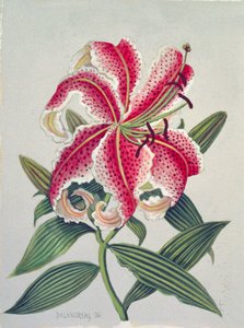 Botanische lelie, 1996